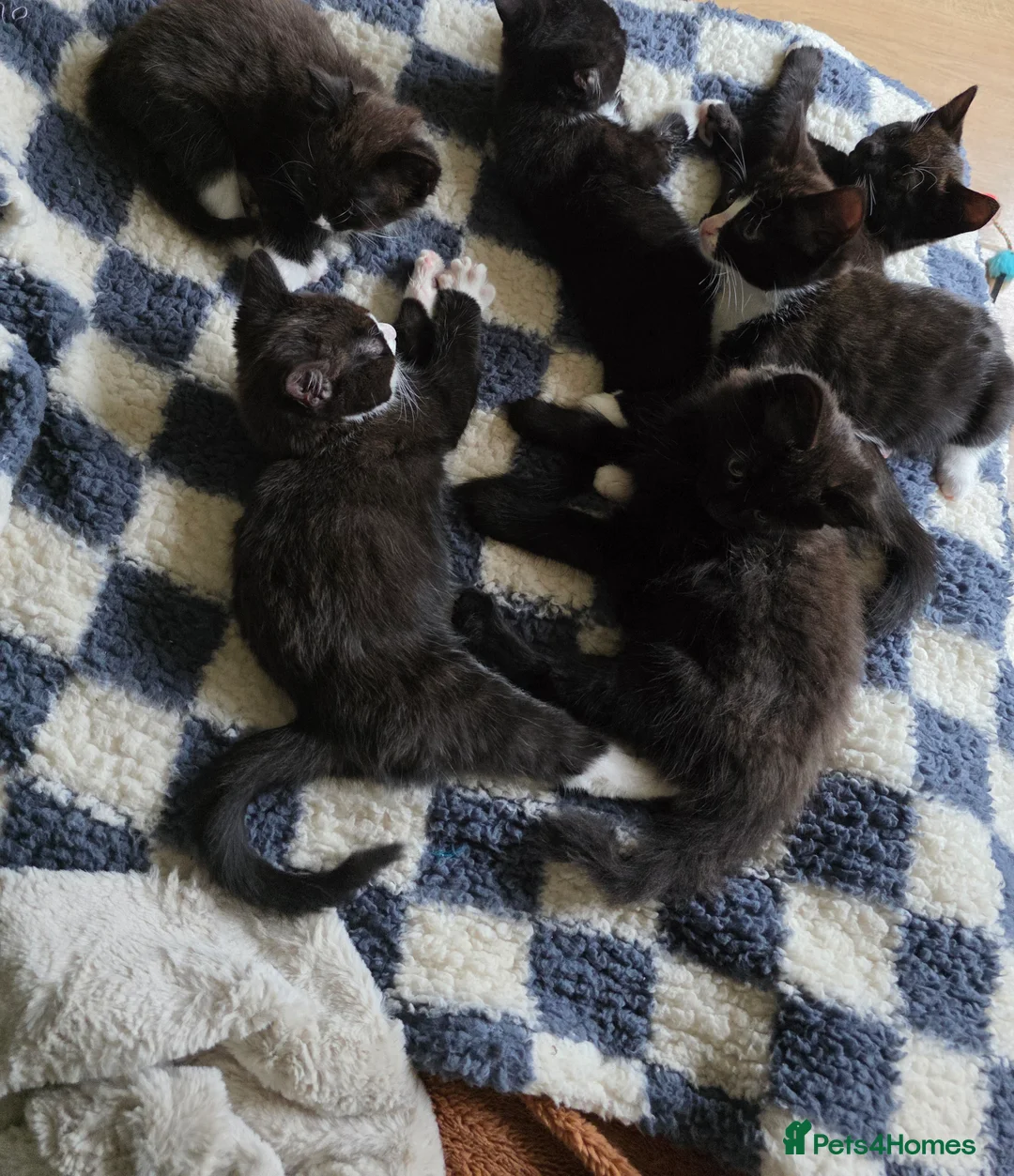 Mixed Breed cats for sale: Kittens for sale! - Advert 1