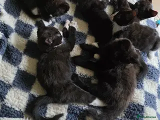 Mixed Breed cats Kittens for sale! - Advert 2