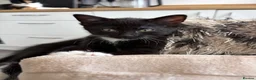 Mixed Breed cats for sale: 3 Female kittens - Advert 4