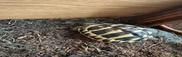 Hermann Tortoise reptiles for sale: Hermann tortoise  - Advert 2