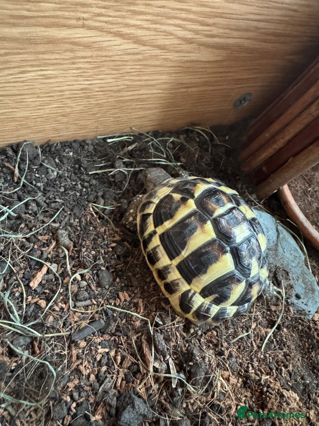 Hermann Tortoise reptiles for sale: Hermann tortoise  - Advert 2
