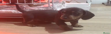 Miniature Dachshund 5