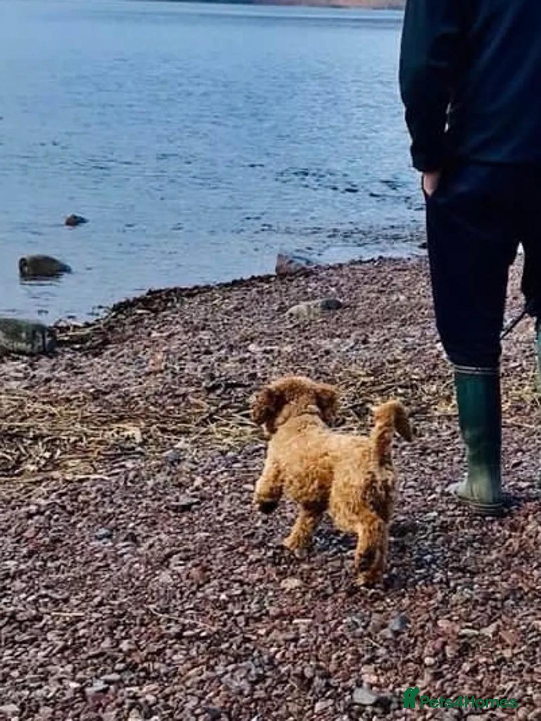 Cavapoo dogs for stud: Proven stunning Cavapoo available for stud  in Leeds - Advert 2