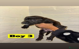 Mixed Breed dogs for sale: Beautiful Border collie/kelpie X staff cross pups - Image 5