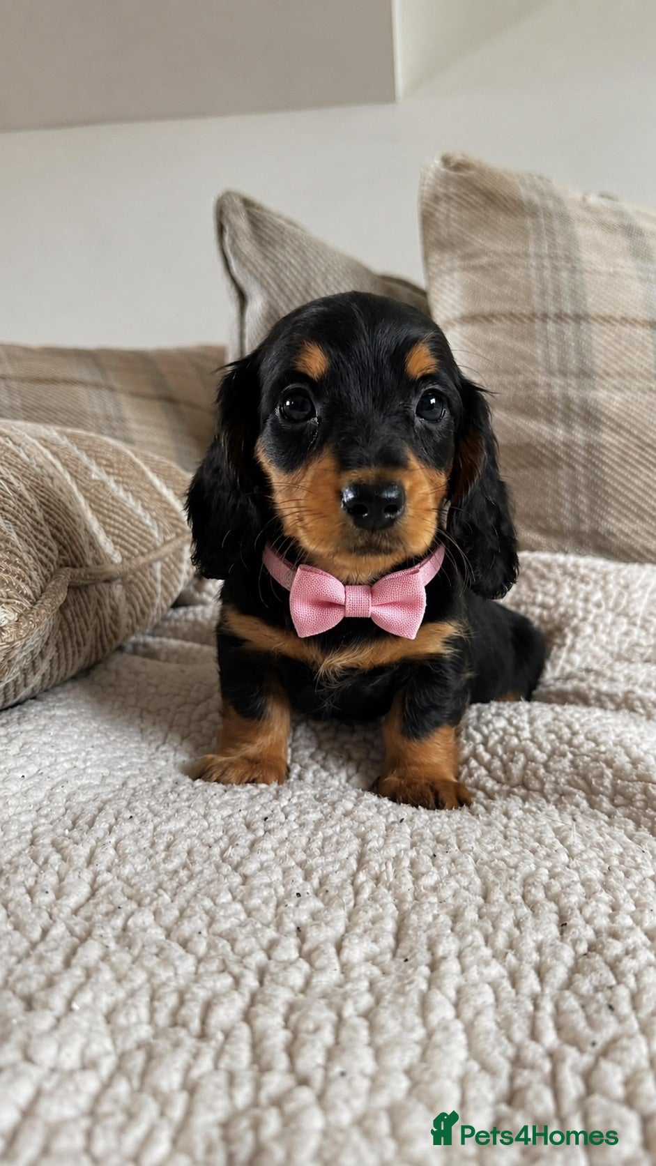 Miniature Dachshund dogs BEAUTIFUL LONGHAIR PRA CLEAR & KC REG MINIS - Advert 2