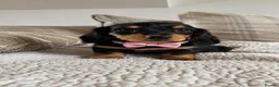 Miniature Dachshund dogs for sale: BEAUTIFUL LONGHAIR PRA CLEAR & KC REG MINIS - Advert 3