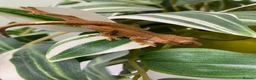 Gecko reptiles for sale: Crested Gecko Babies - Advert 14