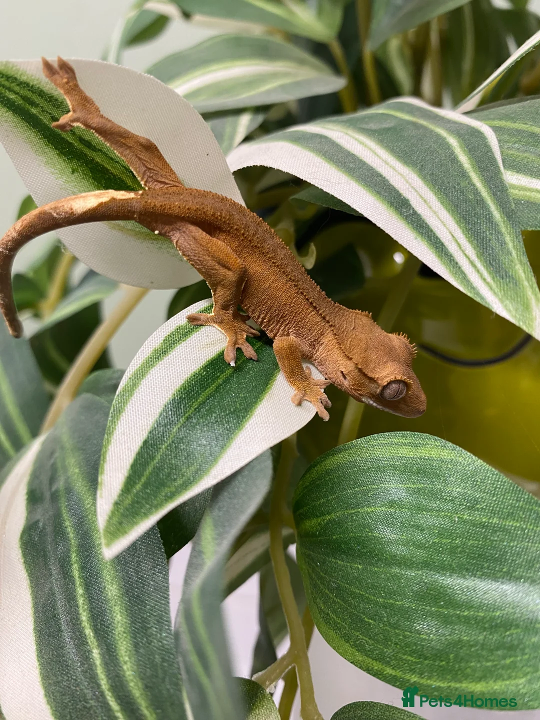 Gecko reptiles for sale: Crested Gecko Babies - Advert 14