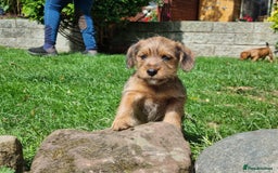 Mixed Breed dogs for sale: Gorgeous Jack Russell x Norfolk terrier pups  - Image 12
