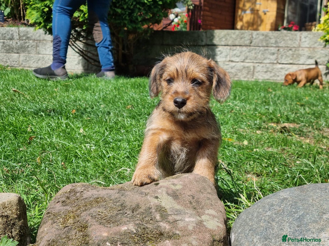 Mixed Breed dogs for sale: Gorgeous Jack Russell x Norfolk terrier pups  - Image 12