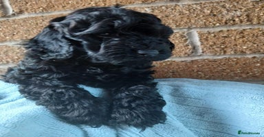 Cockapoo dogs - Advert 5