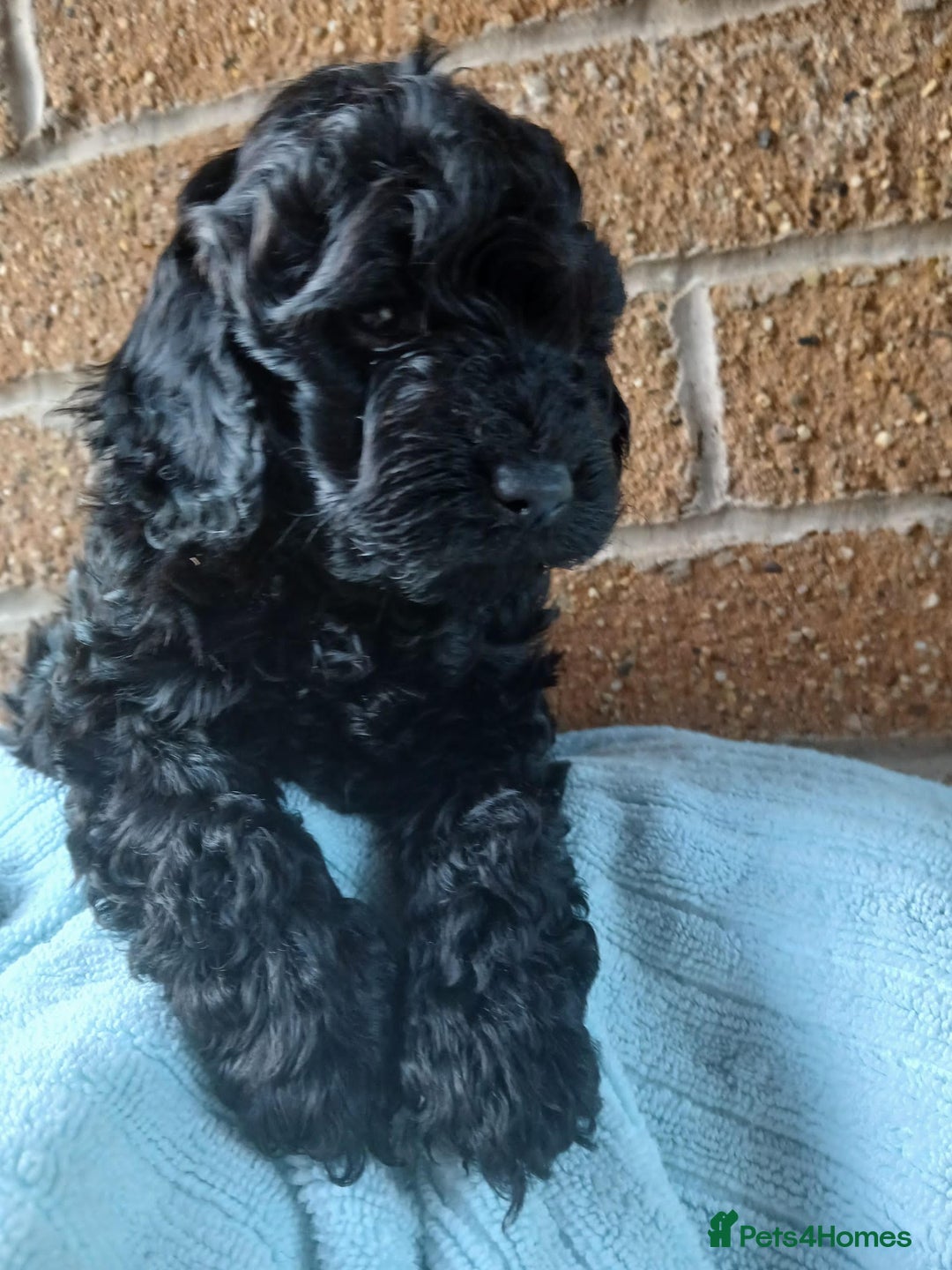 Cockapoo dogs for sale: READY NOW 5* F2B Merle Cockapoos - Image 5