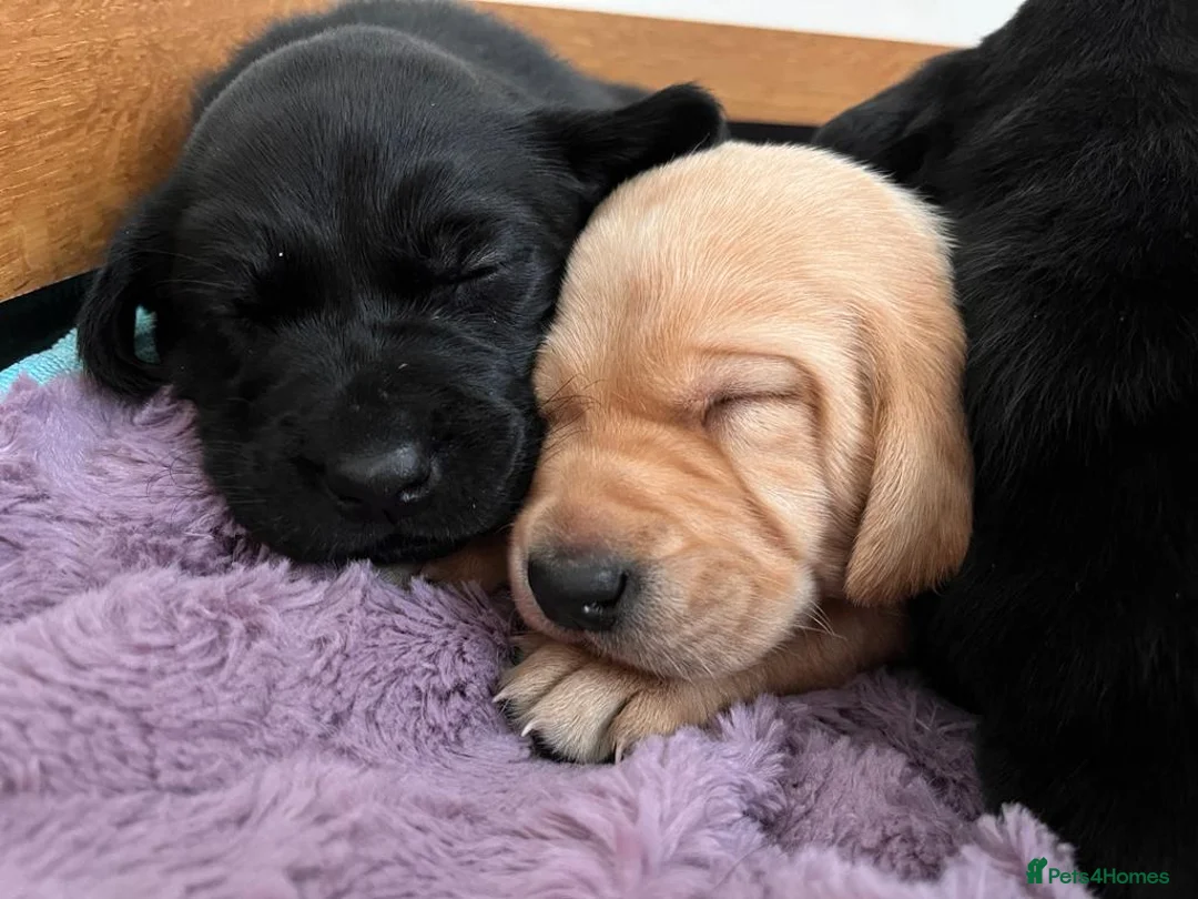 Labrador Retriever dogs for stud: PROVEN KC Health Tested Fox Red Labrador for Stud in Farnborough - Advert 8