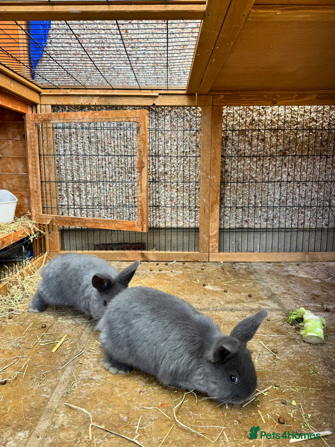 Mini Lop rabbits for sale: Mini lops in Enfield - Advert 2