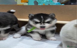 Pomsky dogs for sale: Perfect medium size Pomsky - Image 8