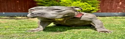 Staffordshire Bull Terrier dogs for stud: Beautiful Blue Staffordshire Bull Terrier  in London - Advert 3