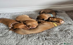 Miniature Dachshund dogs for sale: Mini Dachshund Puppies - Image 3
