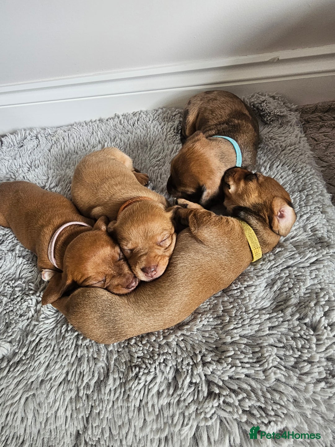 Miniature Dachshund dogs for sale: Mini Dachshund Puppies - Image 3