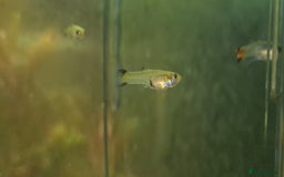 Mollies fish for sale: Mixed variety of Mollies  - Image 3
