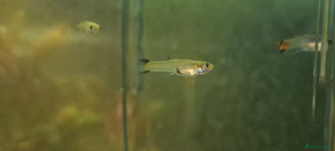 Mollies fish for sale: Mixed variety of Mollies  - Image 3