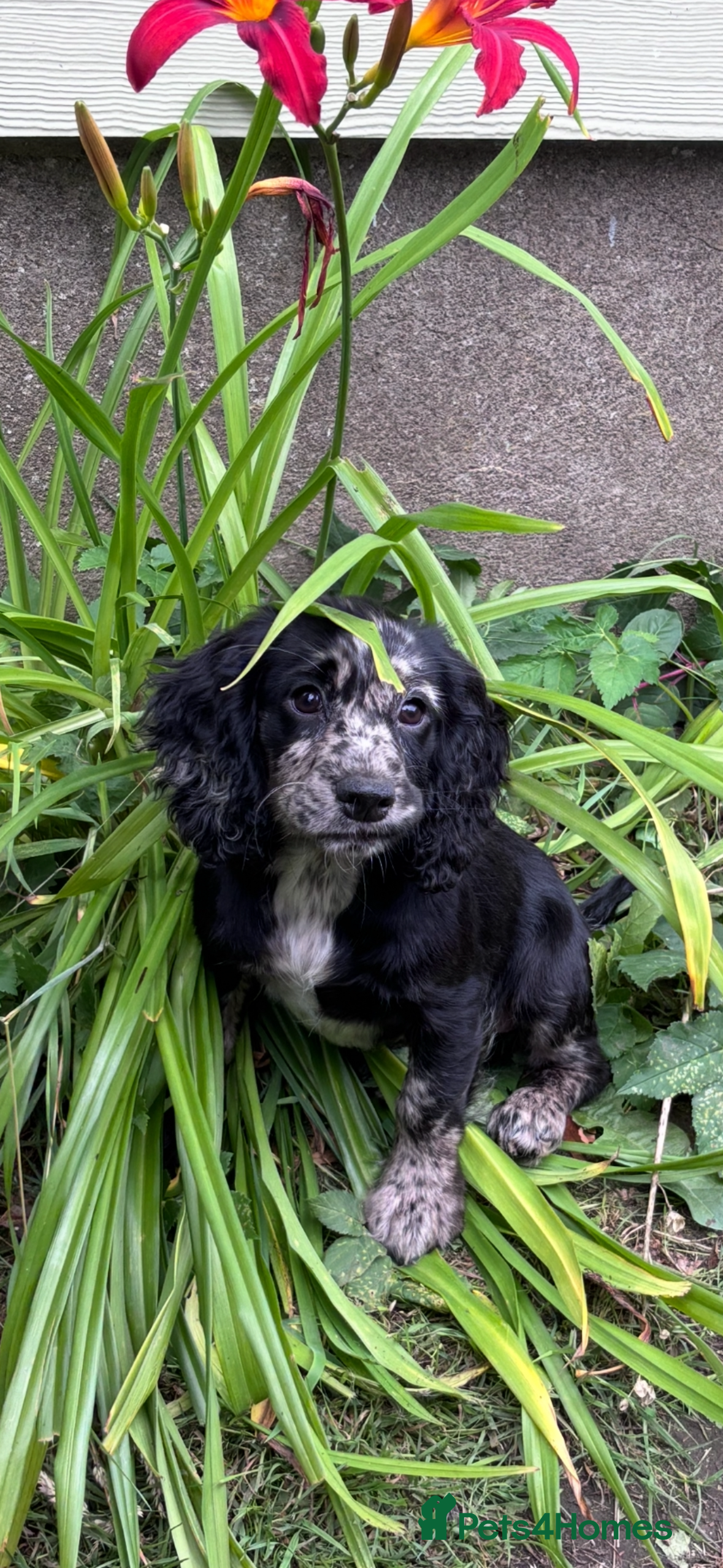 Cocker Spaniel dogs Beautiful Maeve  - Advert 2