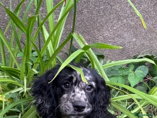 Cocker Spaniel dogs Beautiful Maeve - Advert 17