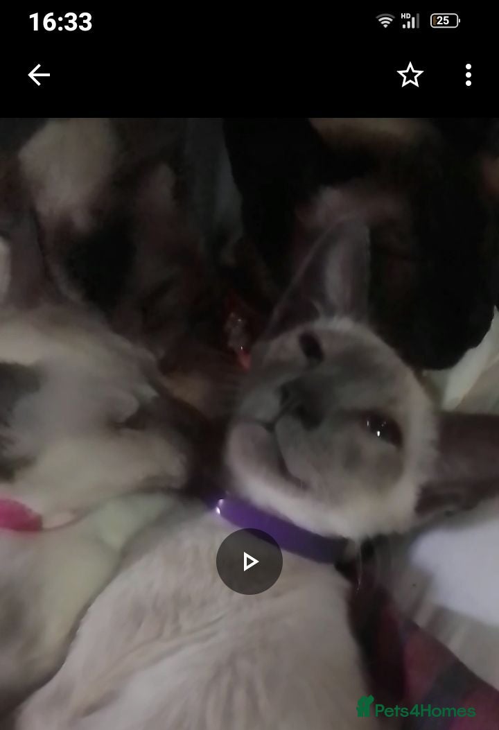 Siamese cats Siamese kittens - Advert 7