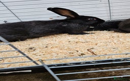 Mixed Breed rabbits for sale: Male Rabbits for Sale - Image 5