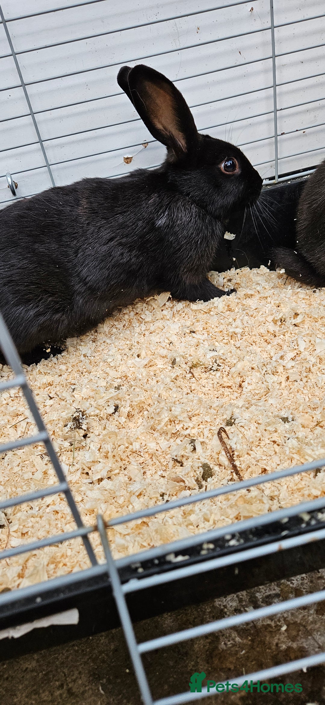 Mixed Breed rabbits for sale: Male Rabbits for Sale - Image 5