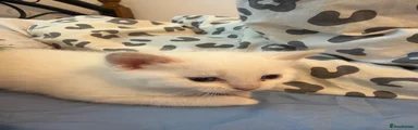 Persian 2