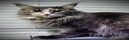 Maine Coon cats for sale: TICA active queen blue smoke tortie  - Advert 1