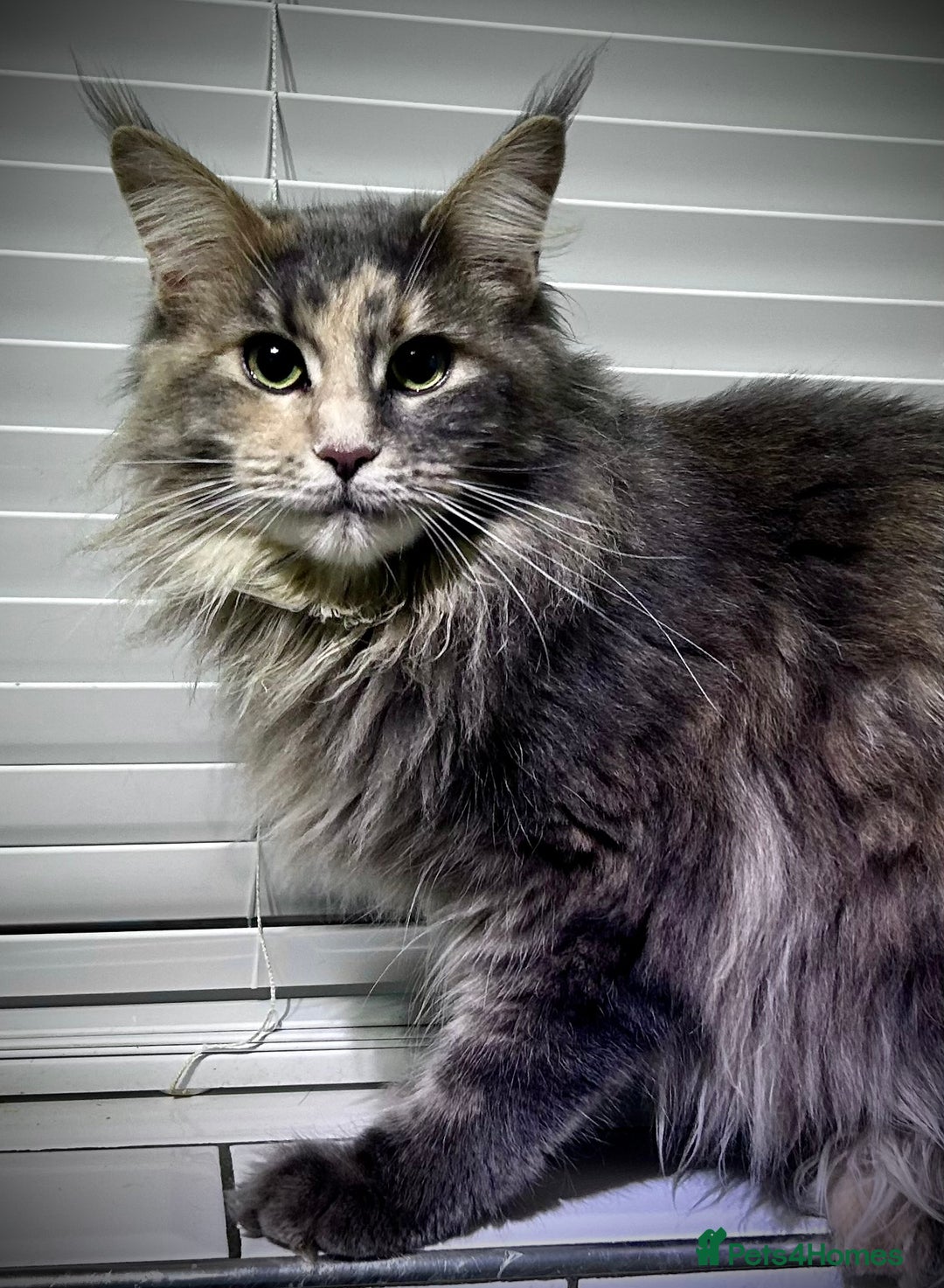 Maine Coon cats for sale: TICA active queen blue smoke tortie  - Advert 1