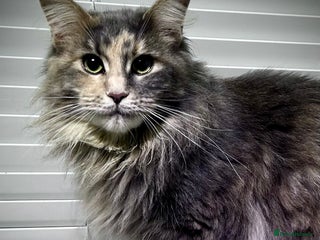 Maine Coon cats TICA active queen blue smoke tortie - Advert 1