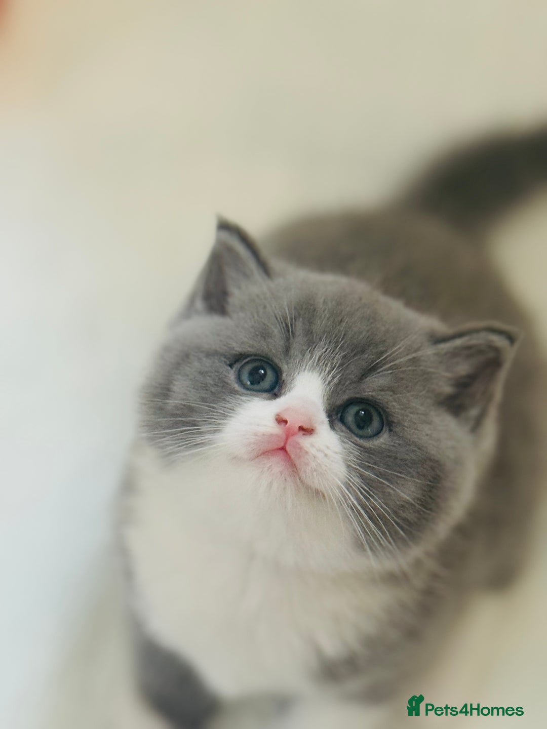 British Shorthair cats for sale: GCCF Registered - British Shorthair Kittens - Advert 1