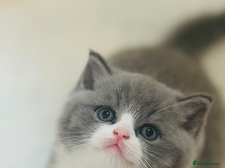 British Shorthair cats GCCF Registered - British Shorthair Kittens - Advert 17