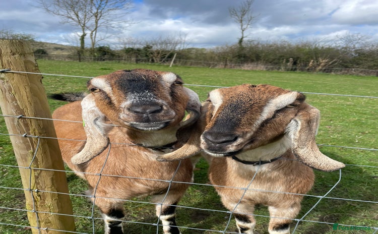 Goats livestock - Advert 1