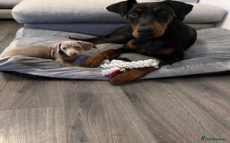 Dobermann dogs for sale: Beautiful Playful Girl - Image 5
