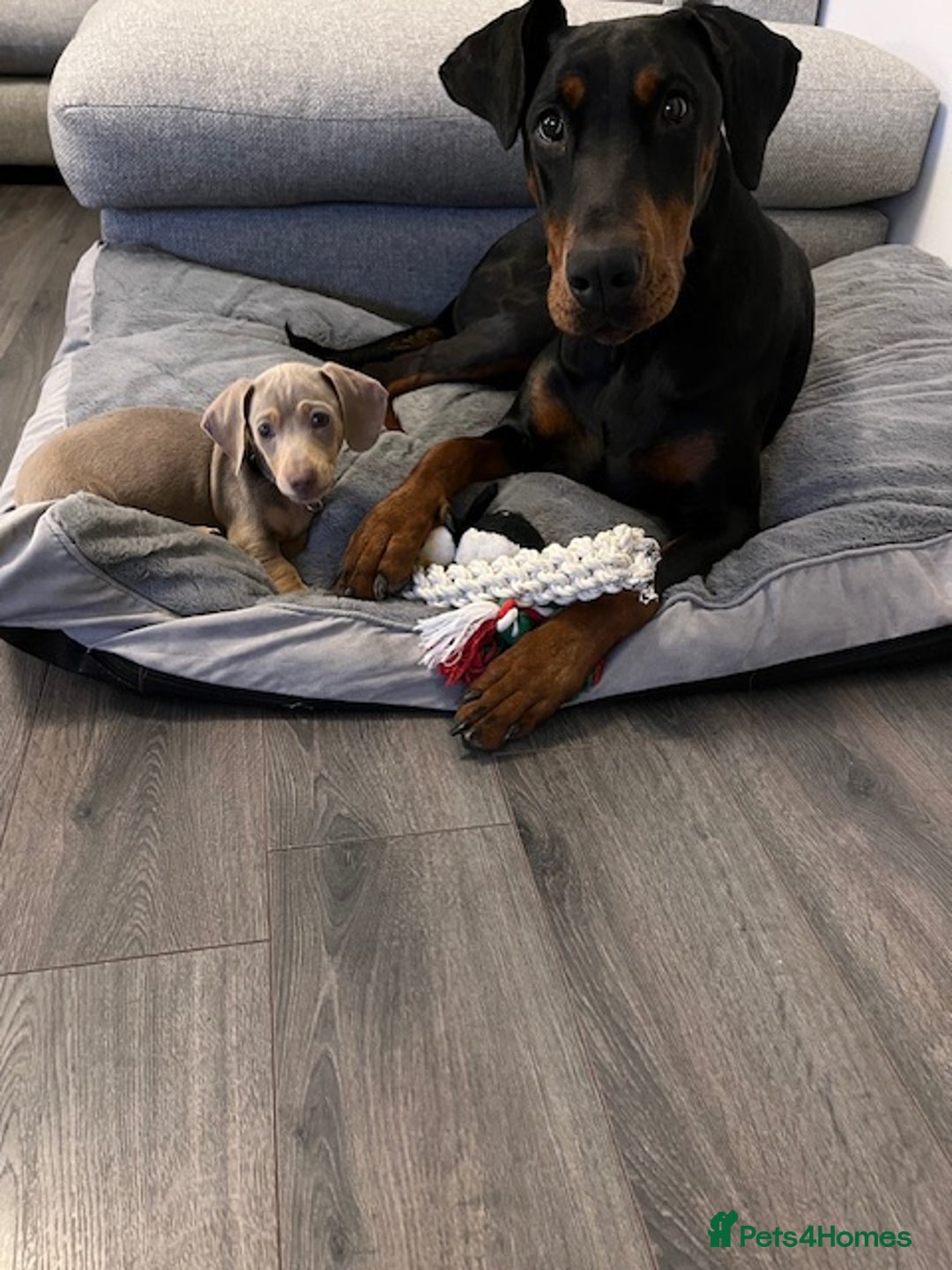 Dobermann dogs for sale: Beautiful Playful Girl - Image 5
