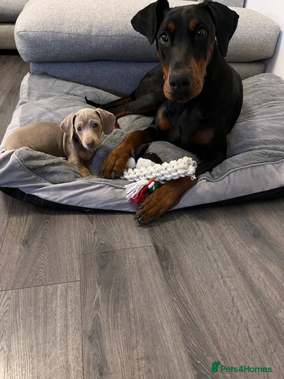 Dobermann dogs for sale: Beautiful Playful Girl - Advert 5
