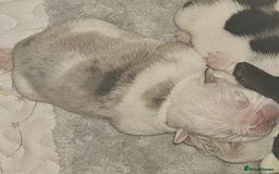 English Bulldog dogs for sale: 🌟 health tested parents 🌟 - Image 26