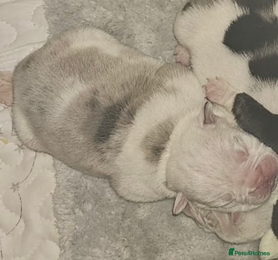 English Bulldog dogs for sale: 🌟 health tested parents 🌟 - Image 26