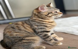 Bengal cats for sale: 3month Bengal x female  - Image 4