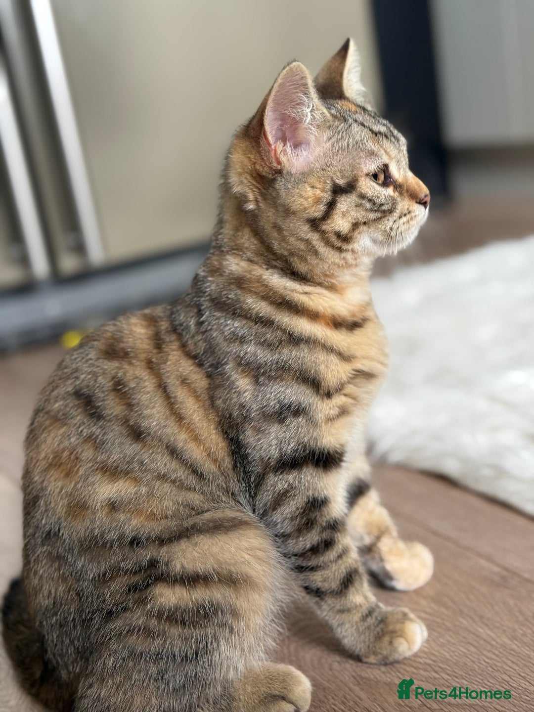 Bengal cats for sale: 3month Bengal x female  - Image 4