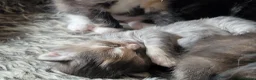 Mixed Breed cats for sale: 3 girl kittens  - Advert 21