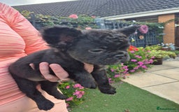 French Bulldog dogs for sale: Fluffy french bulldogs +c2  - Image 3