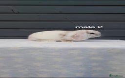 Mini Lop rabbits for sale: Gorgeous mini lop rabbits ready now  - Image 14