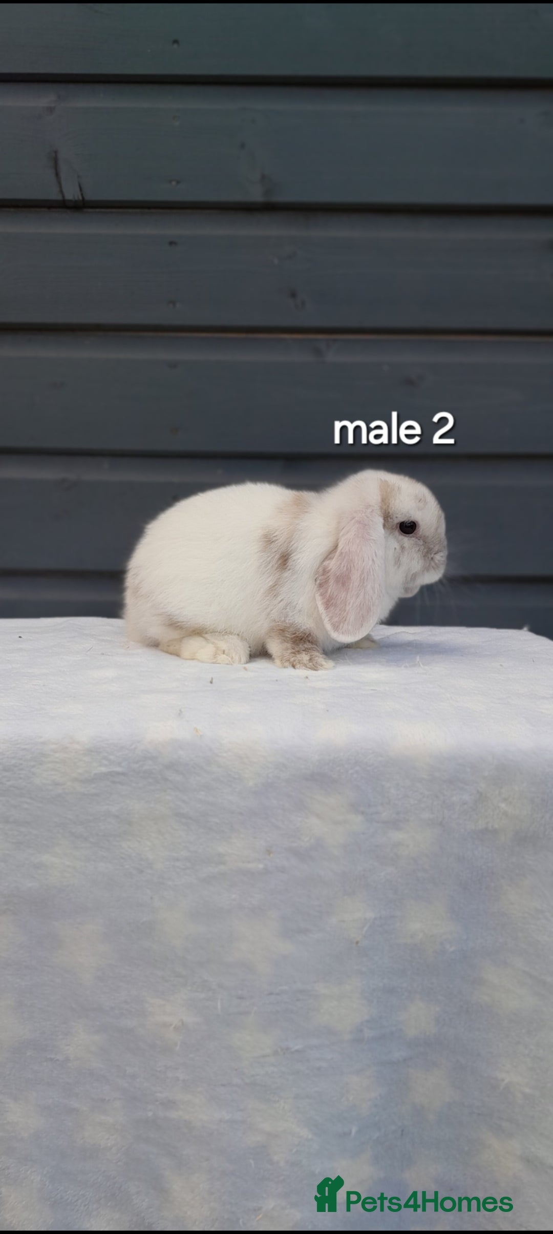 Mini Lop rabbits for sale: Gorgeous mini lop rabbits ready now  - Image 14
