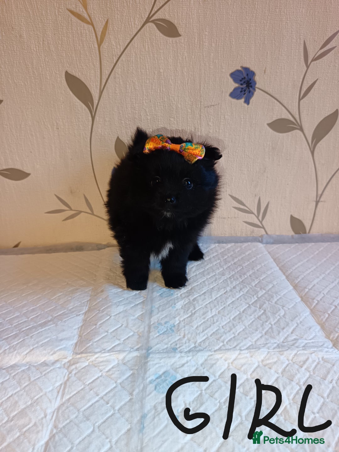 Pomeranian dogs for sale: Barnsley  - Advert 9