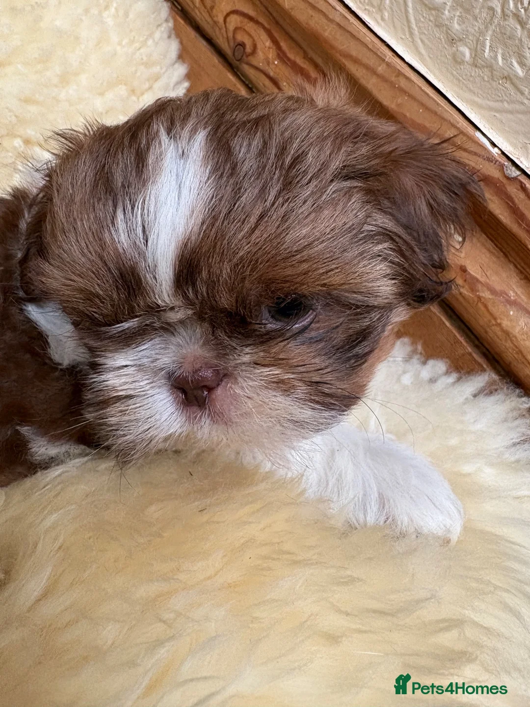 Shih Tzu dogs for sale: Stunning Shih Tzu puppies - Advert 5