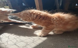 Maine Coon cats for sale: Maine coon  - Image 14